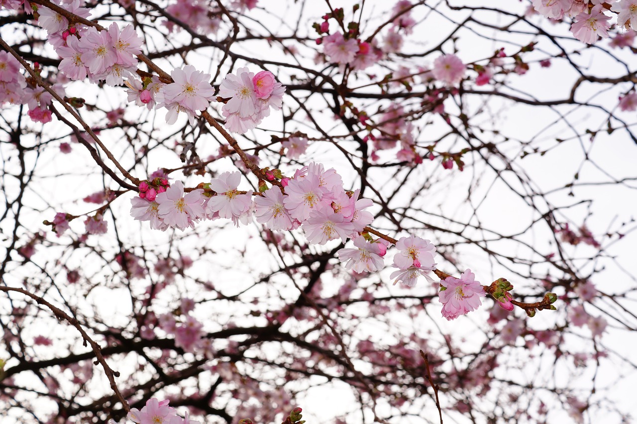 cherry blossom flowers pink free photo