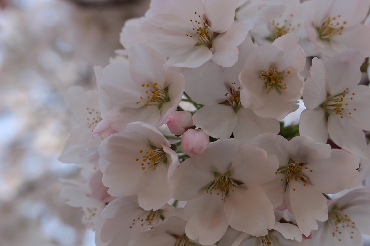 cherry blossom spring flowers free photo