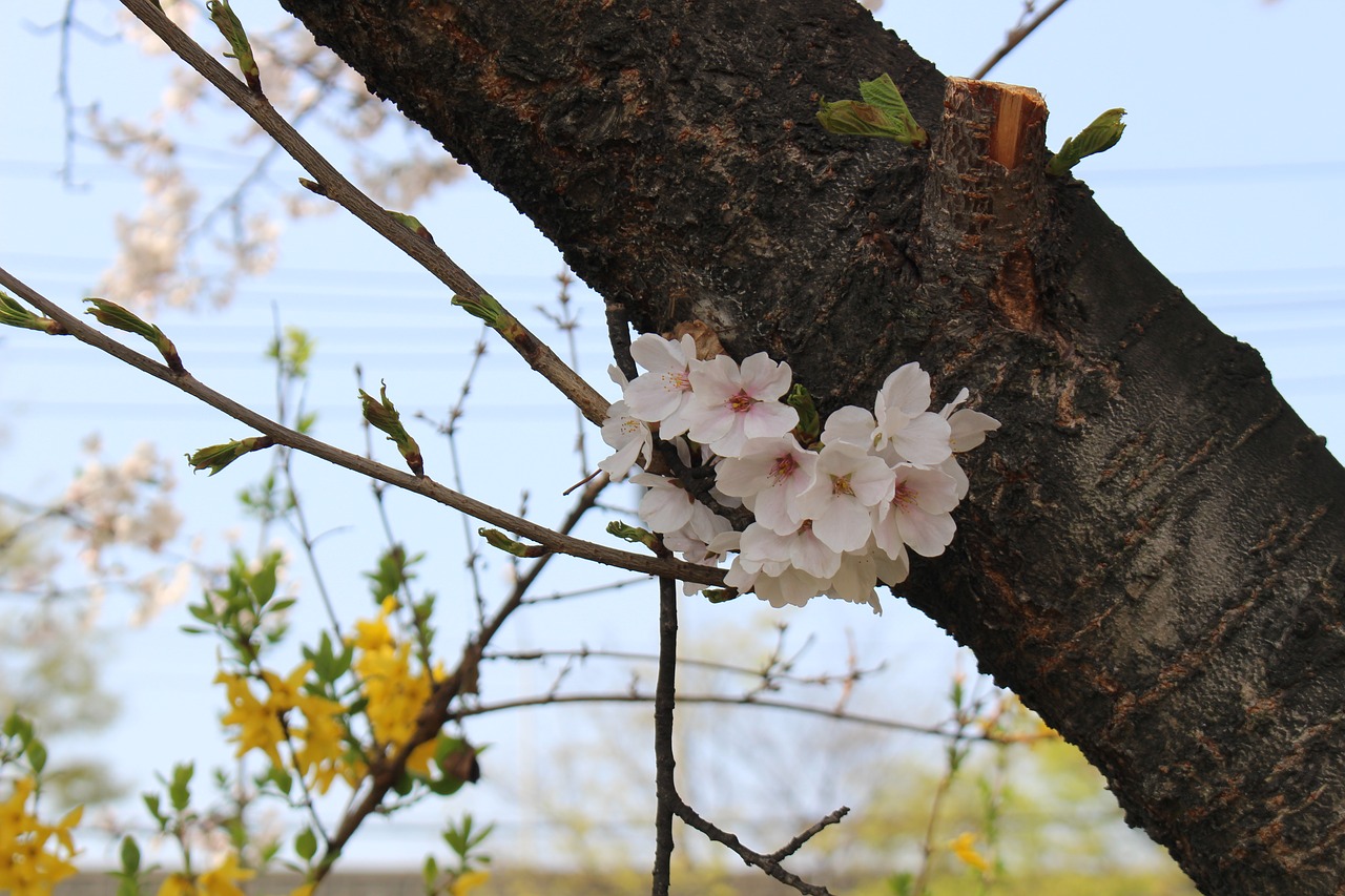 cherry blossom spring flowers free photo