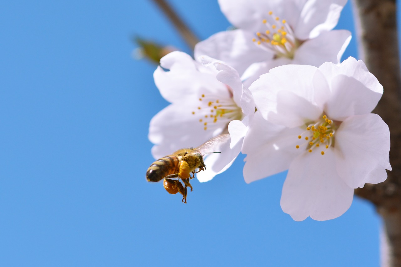 cherry blossom sakura spring flowers free photo