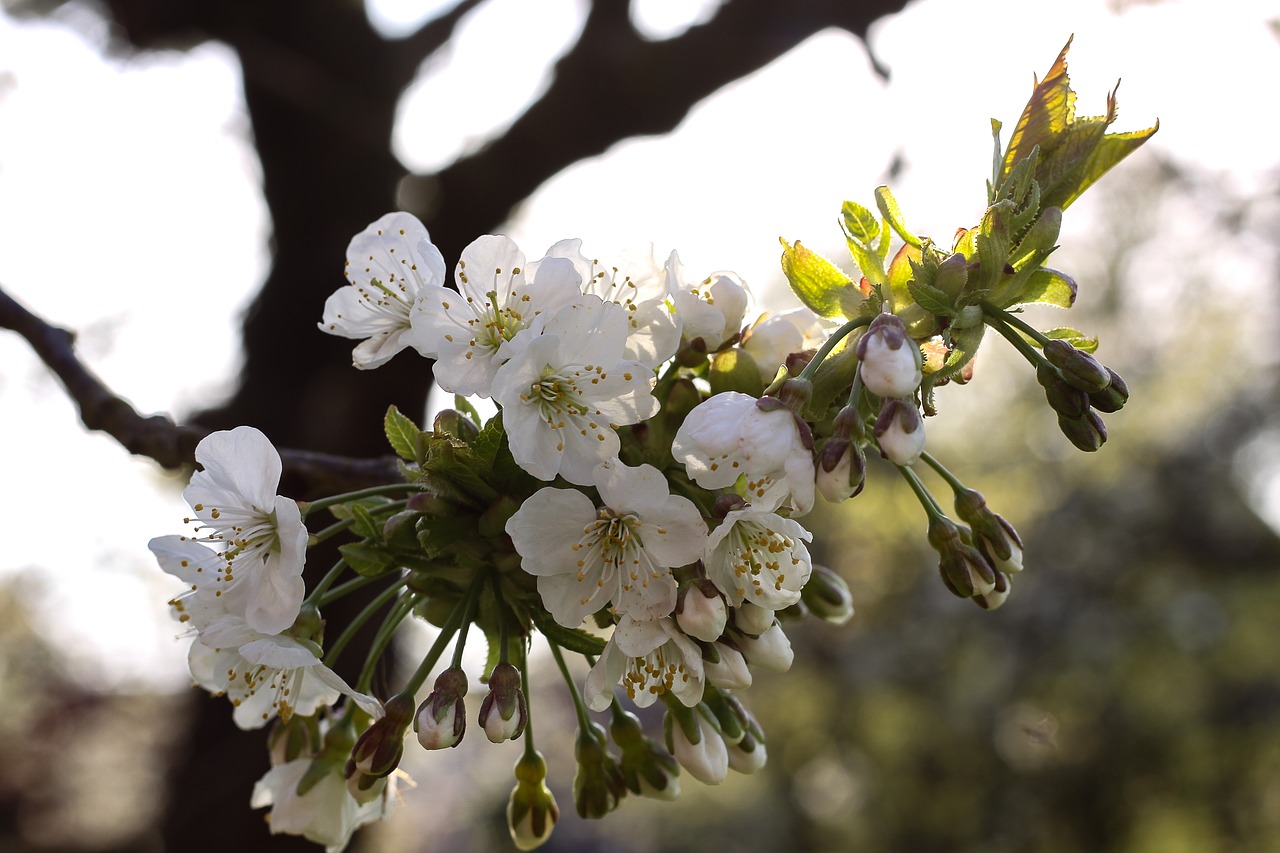 cherry blossom white tree free photo