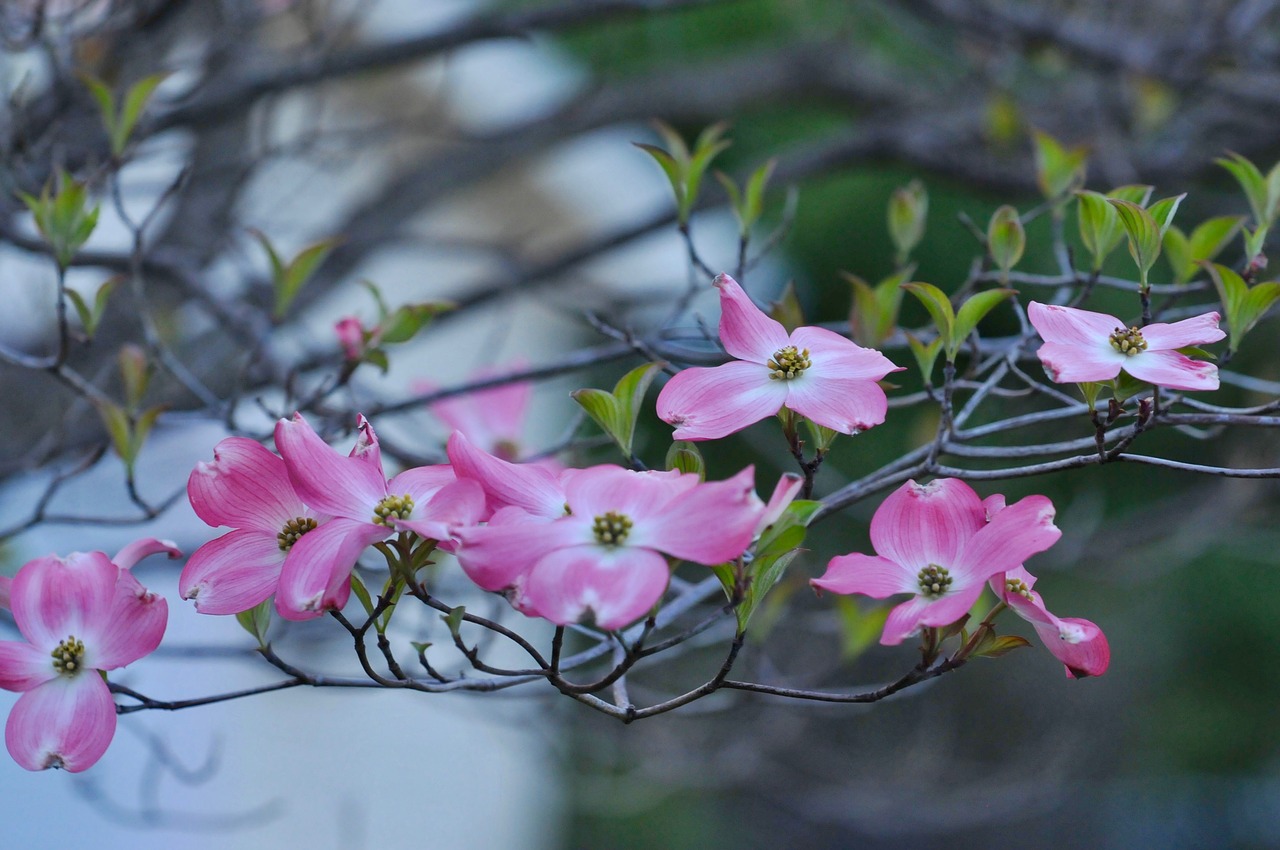 cherry blossom trees spring free photo