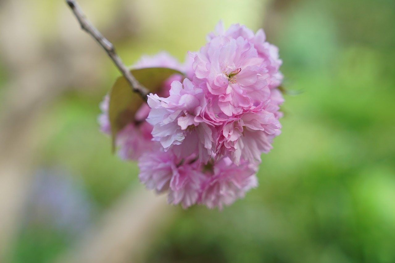 cherry blossom spring melbourne free photo