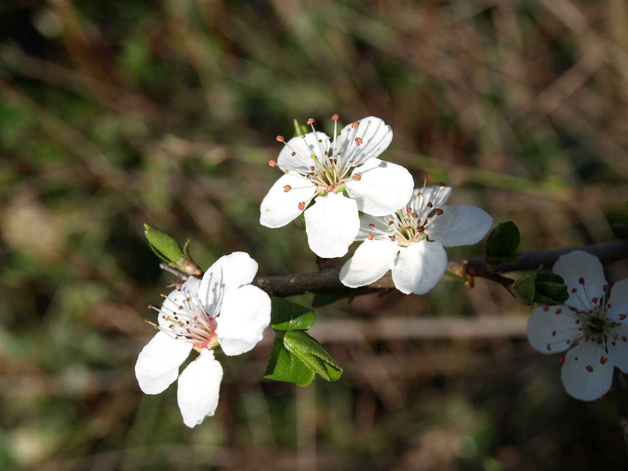 cherry blossom blossom bloom free photo