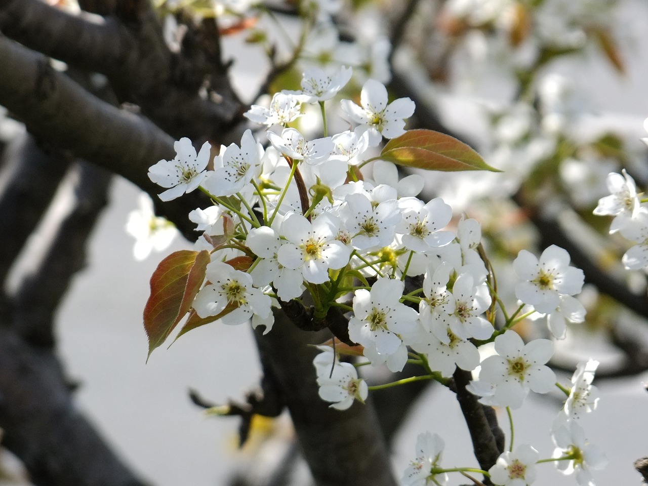 cherry blossom flowers sakura free photo