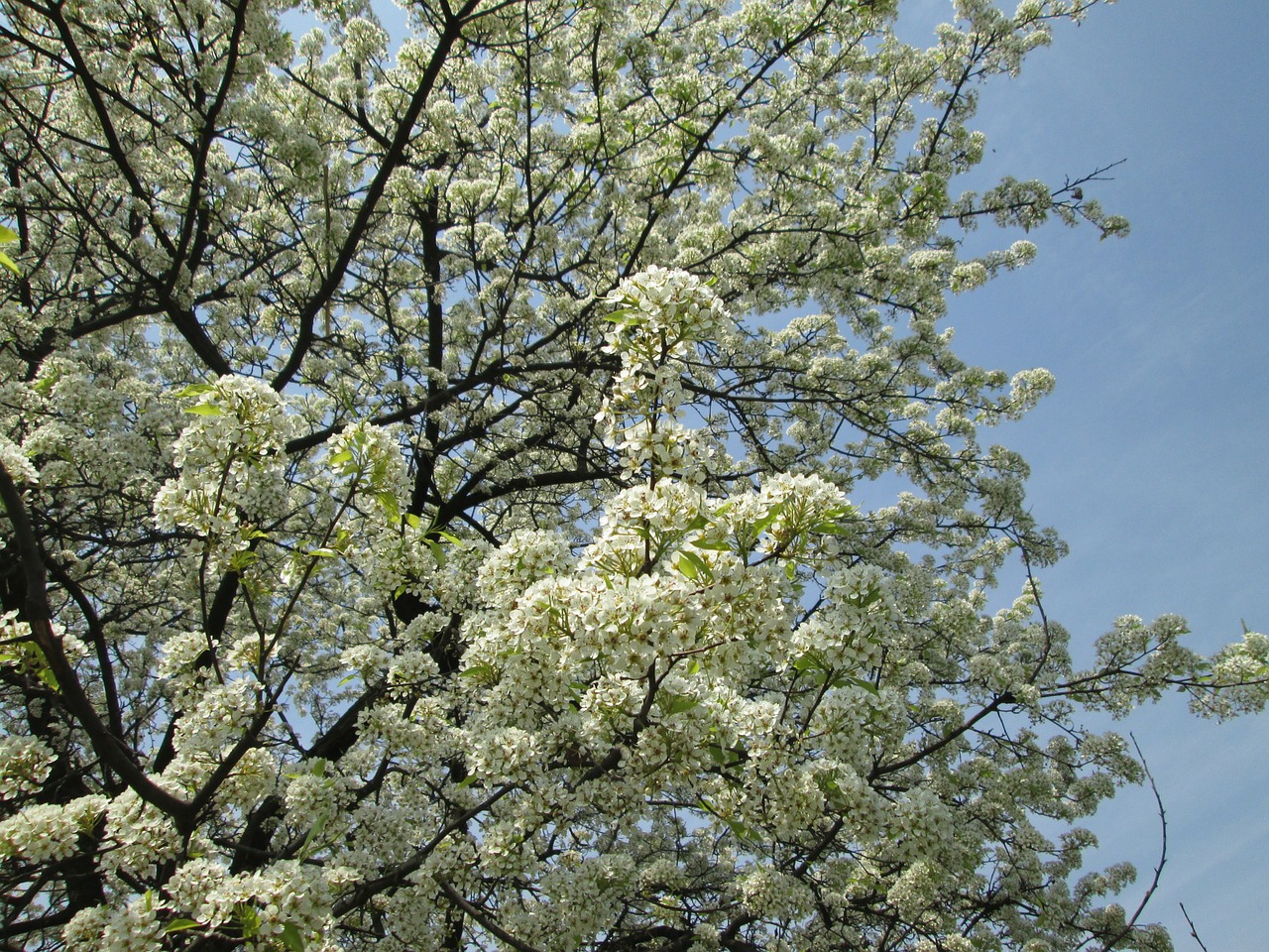 cherry blossom white park free photo