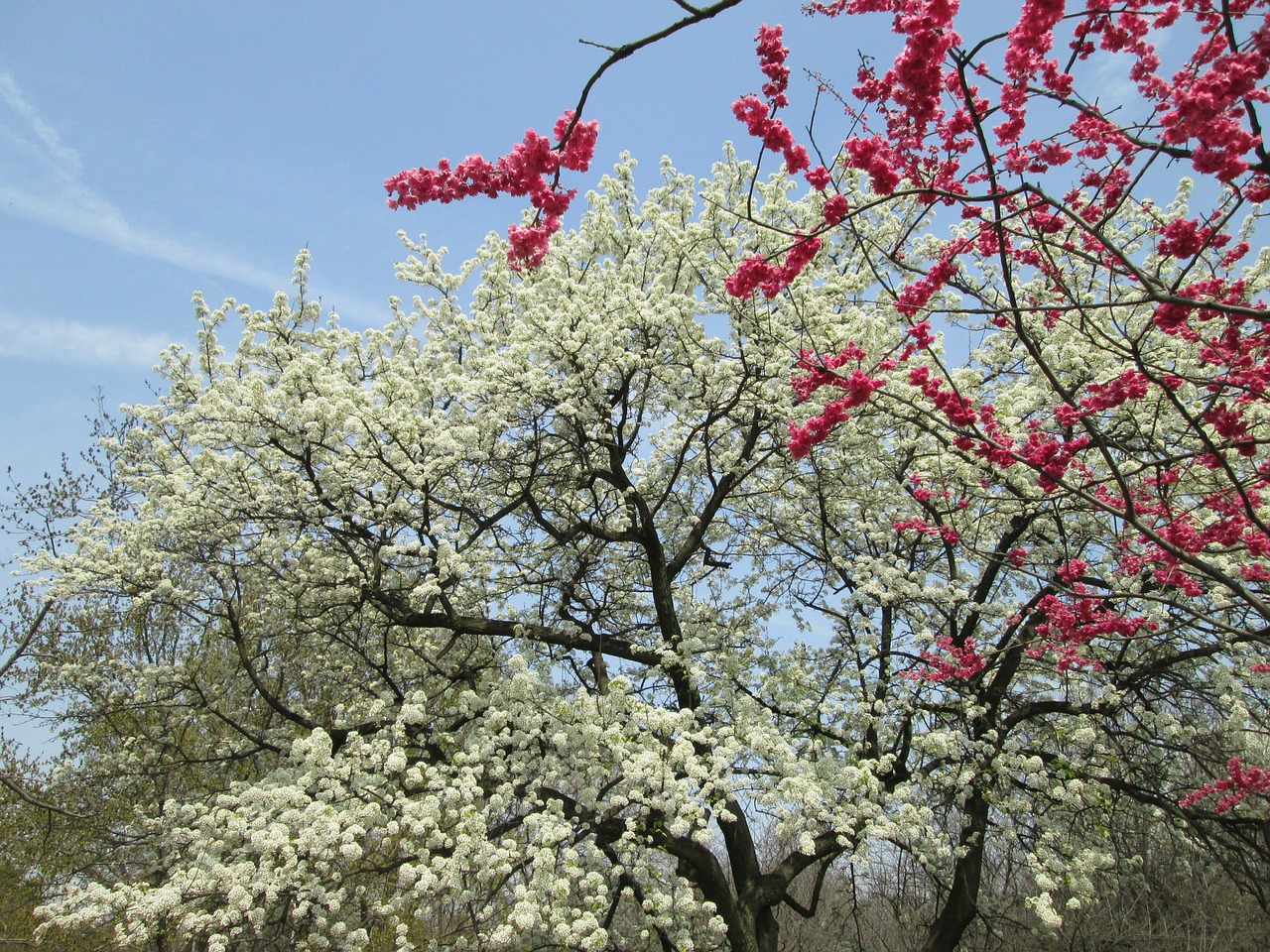 cherry blossom white red free photo