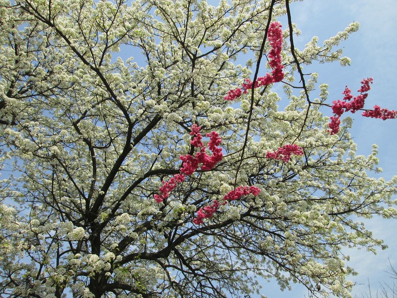 cherry blossom white red free photo