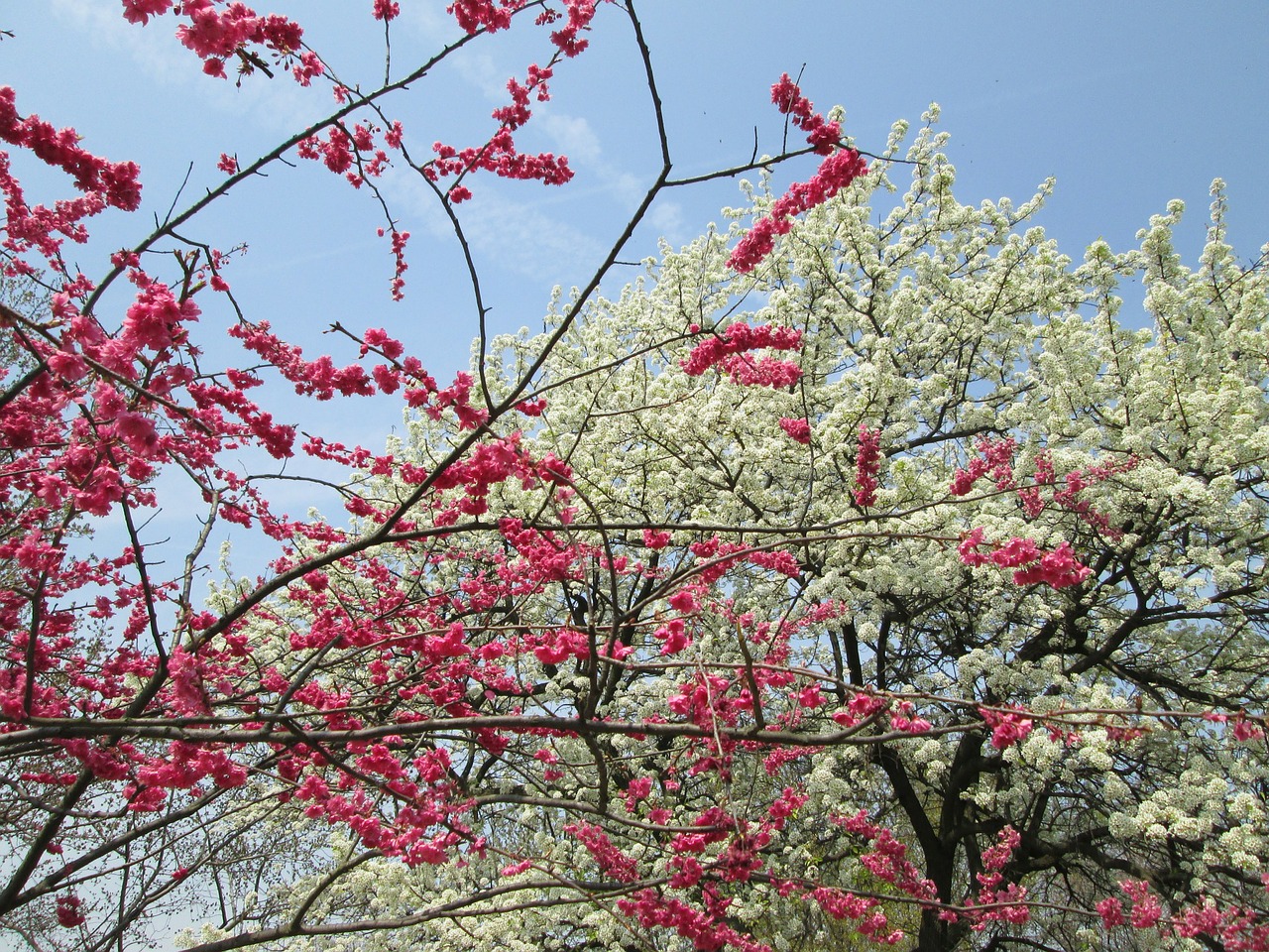 cherry blossom white red free photo