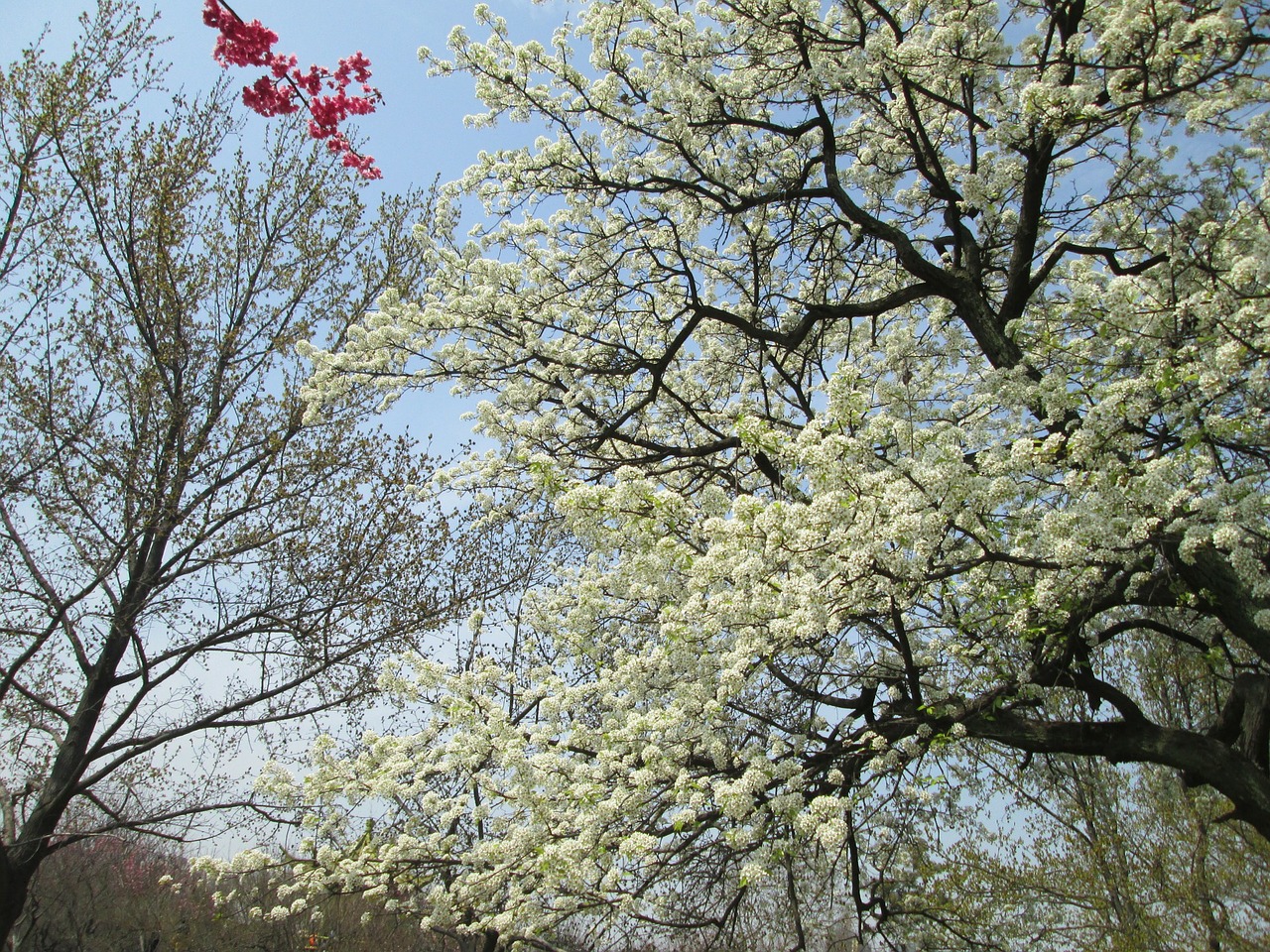 cherry blossom white red free photo