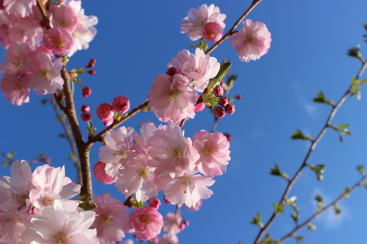 cherry blossom cherry blossoms japanese cherry trees free photo