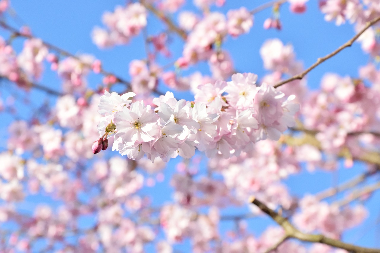 cherry blossom spring blossom free photo