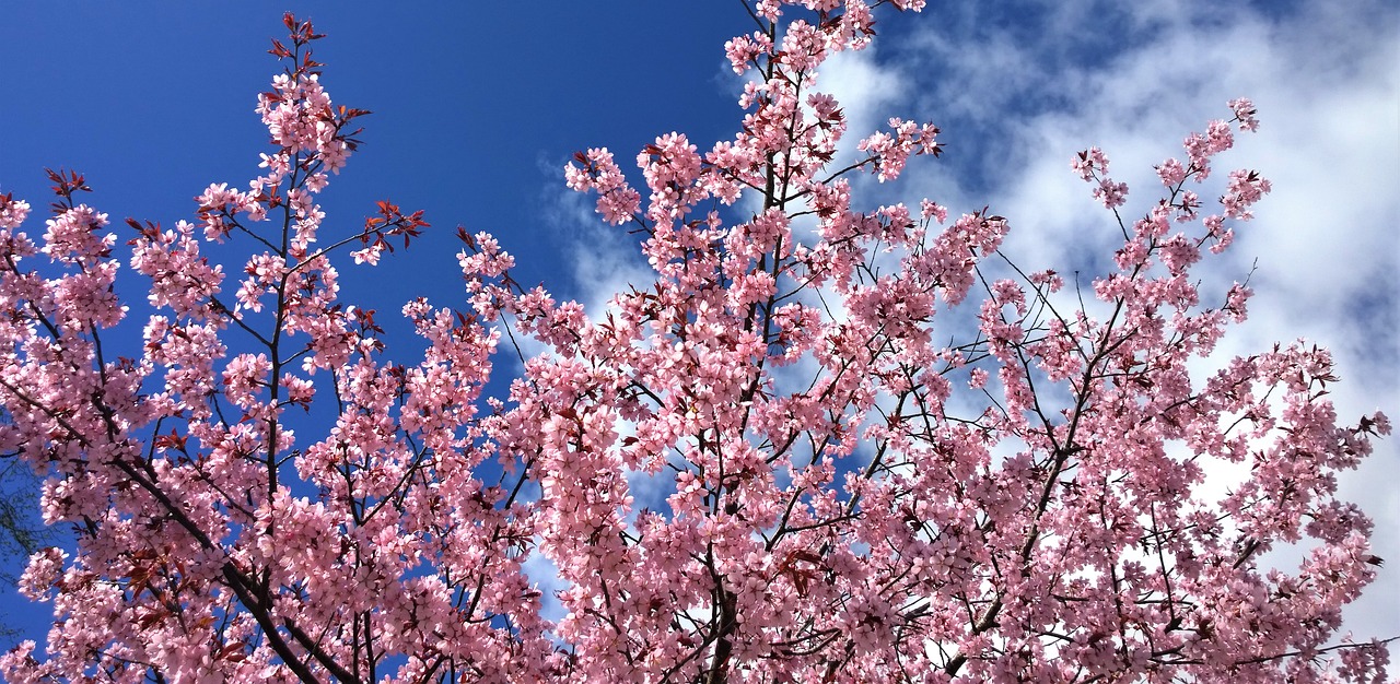 cherry blossom spring flowering free photo