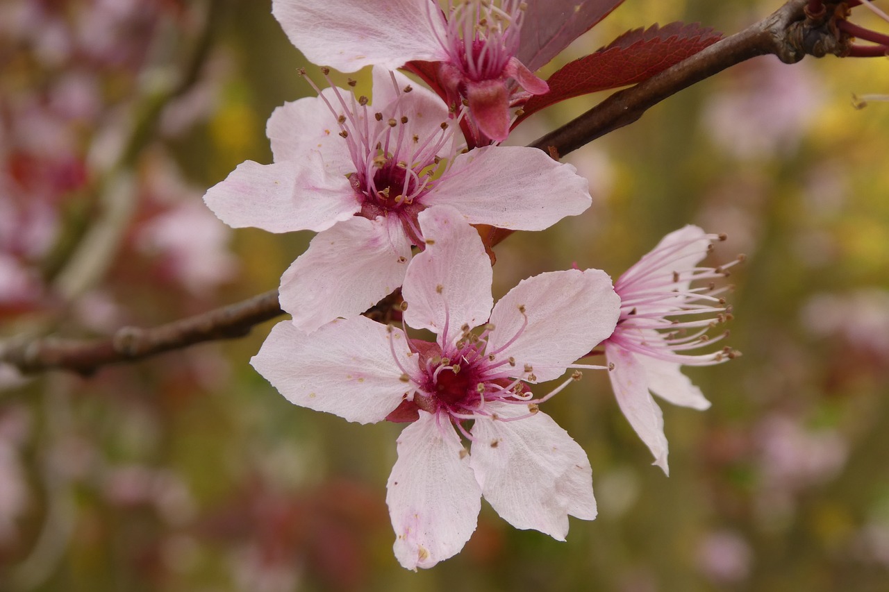 cherry blossom flowers pink free photo