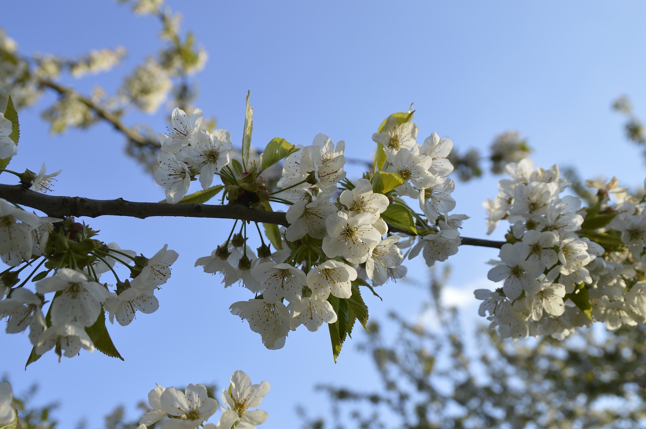 cherry blossom cherry white flower free photo