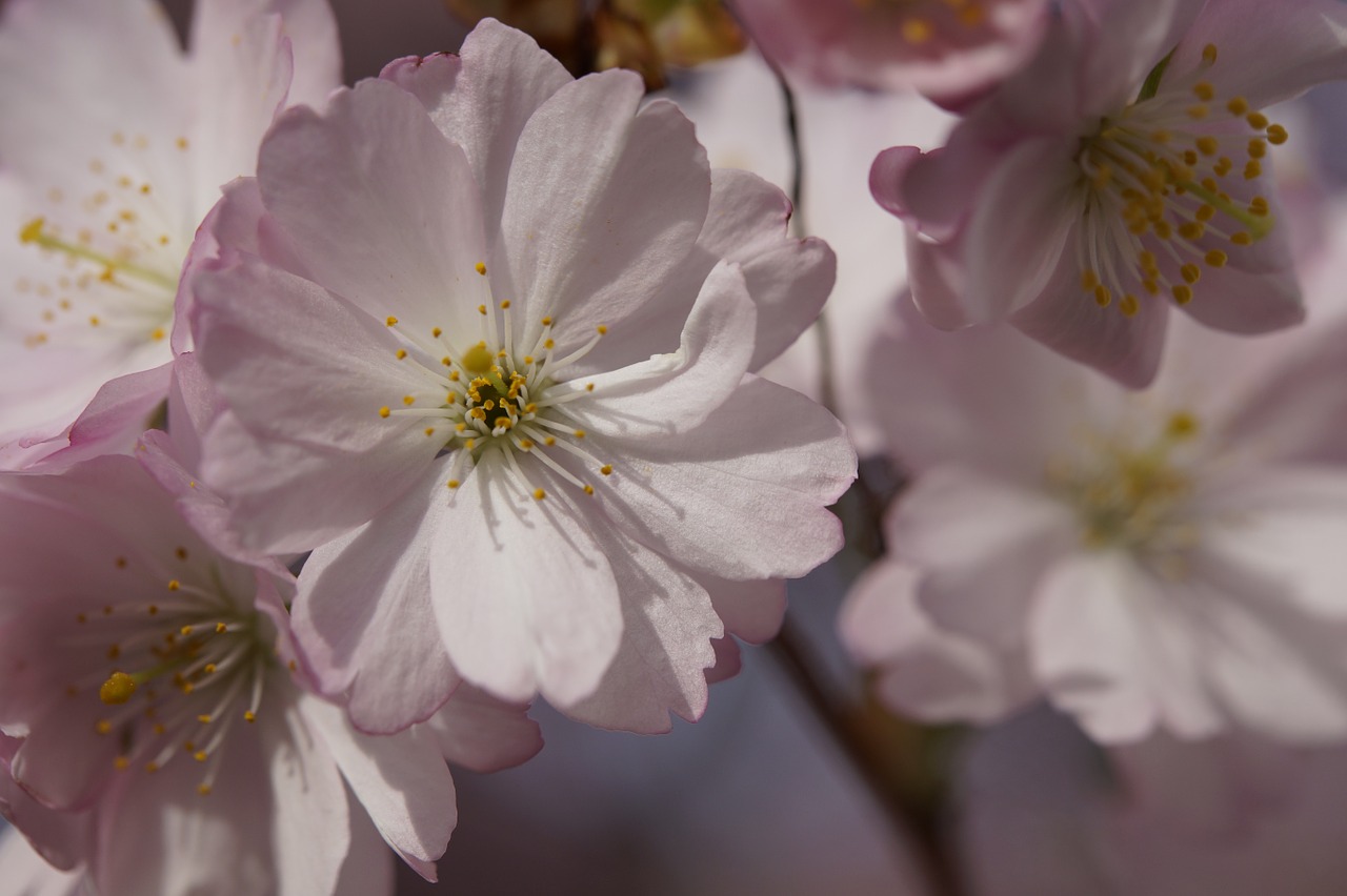 cherry blossom blossom bloom free photo