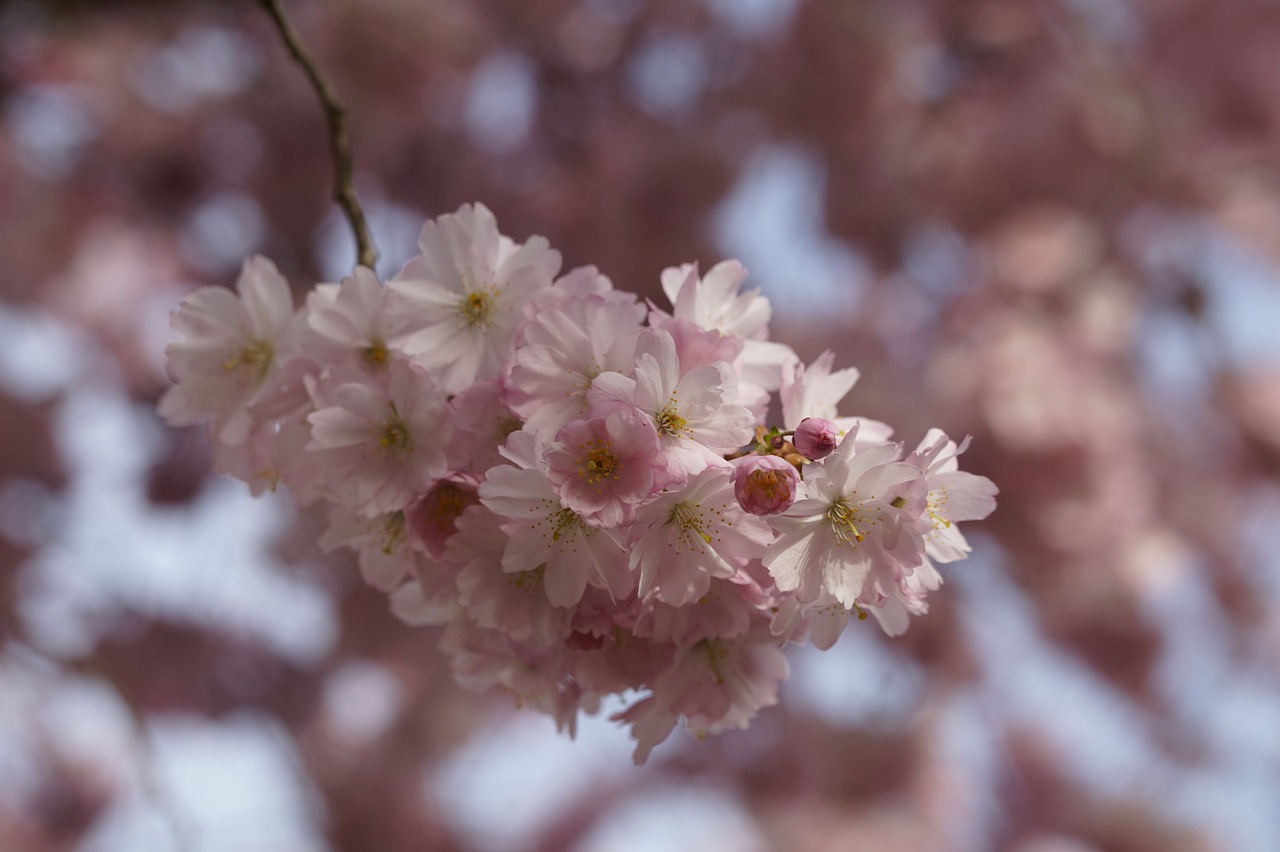 cherry blossom blossom bloom free photo