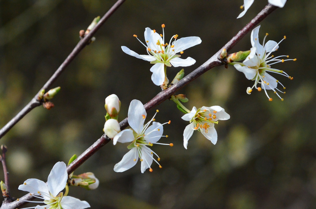 cherry blossom blossom bloom free photo