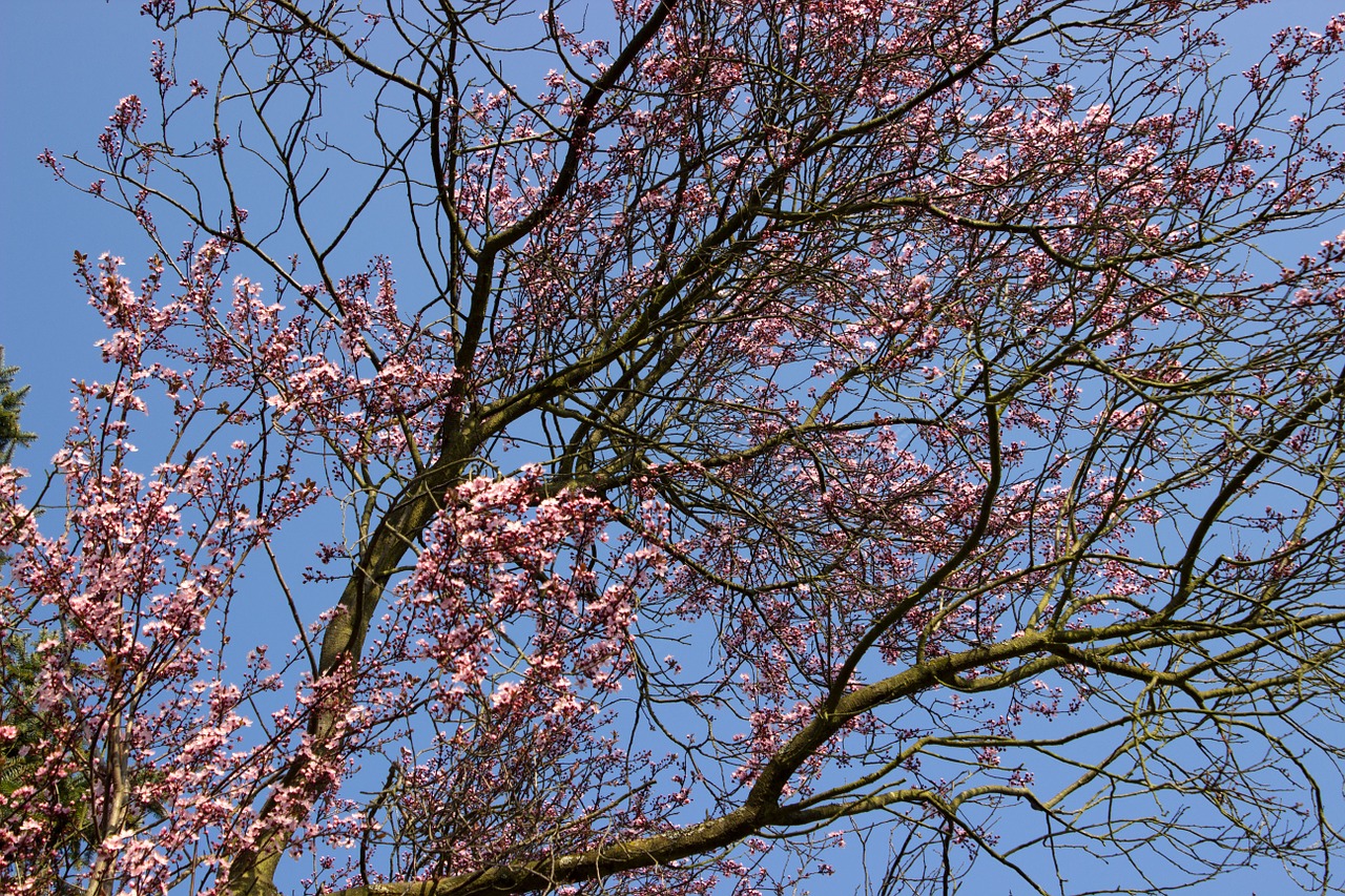 cherry blossom flowers japanese cherry trees free photo