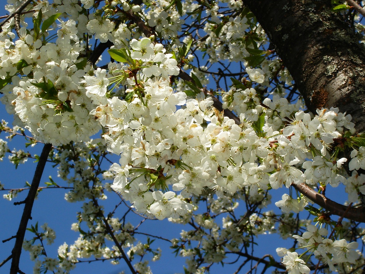 cherry blossom blossom flower free photo