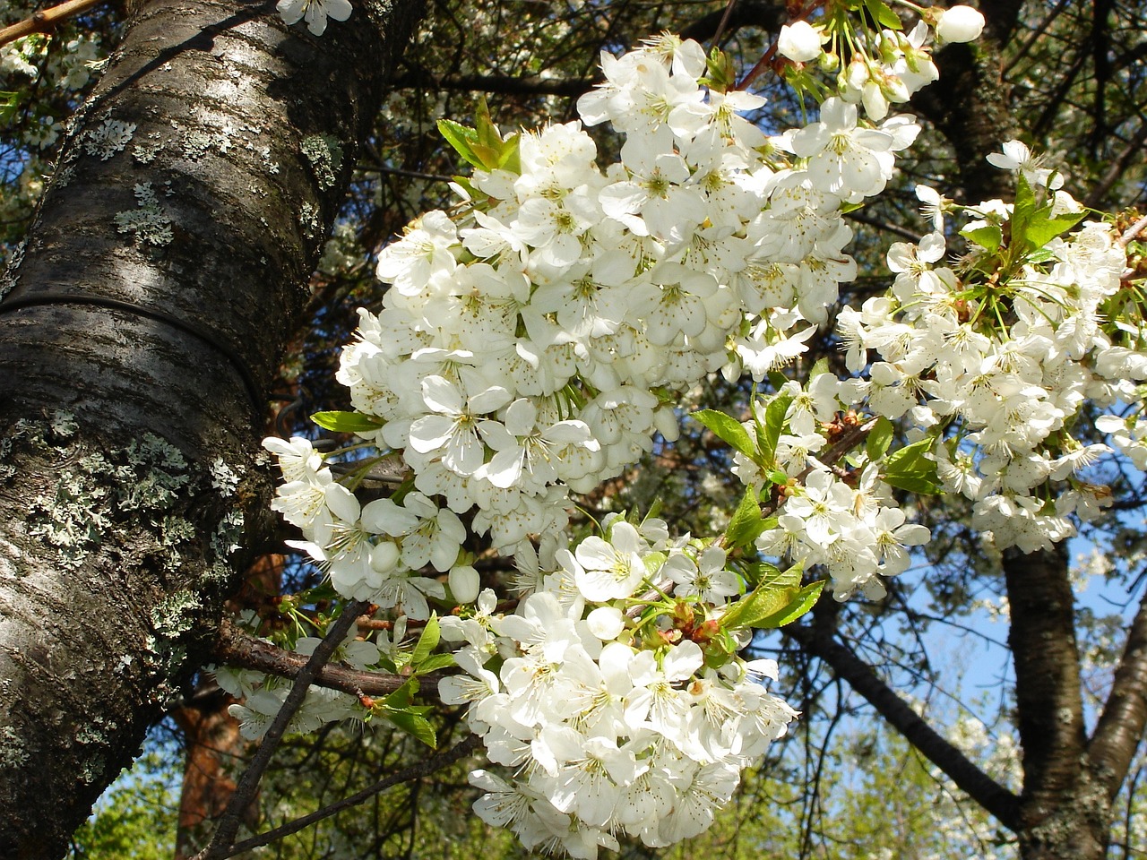 cherry blossom blossom flower free photo