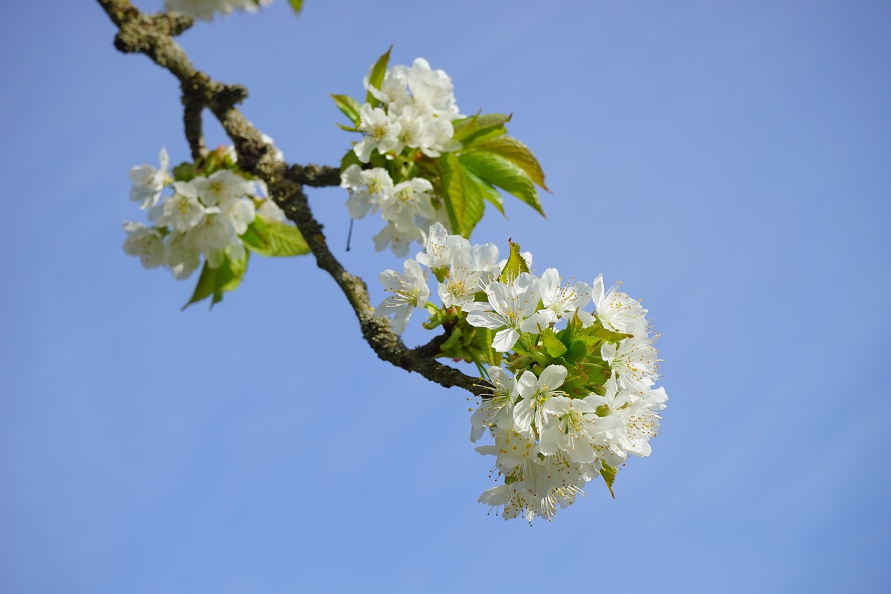 cherry blossom branch white free photo