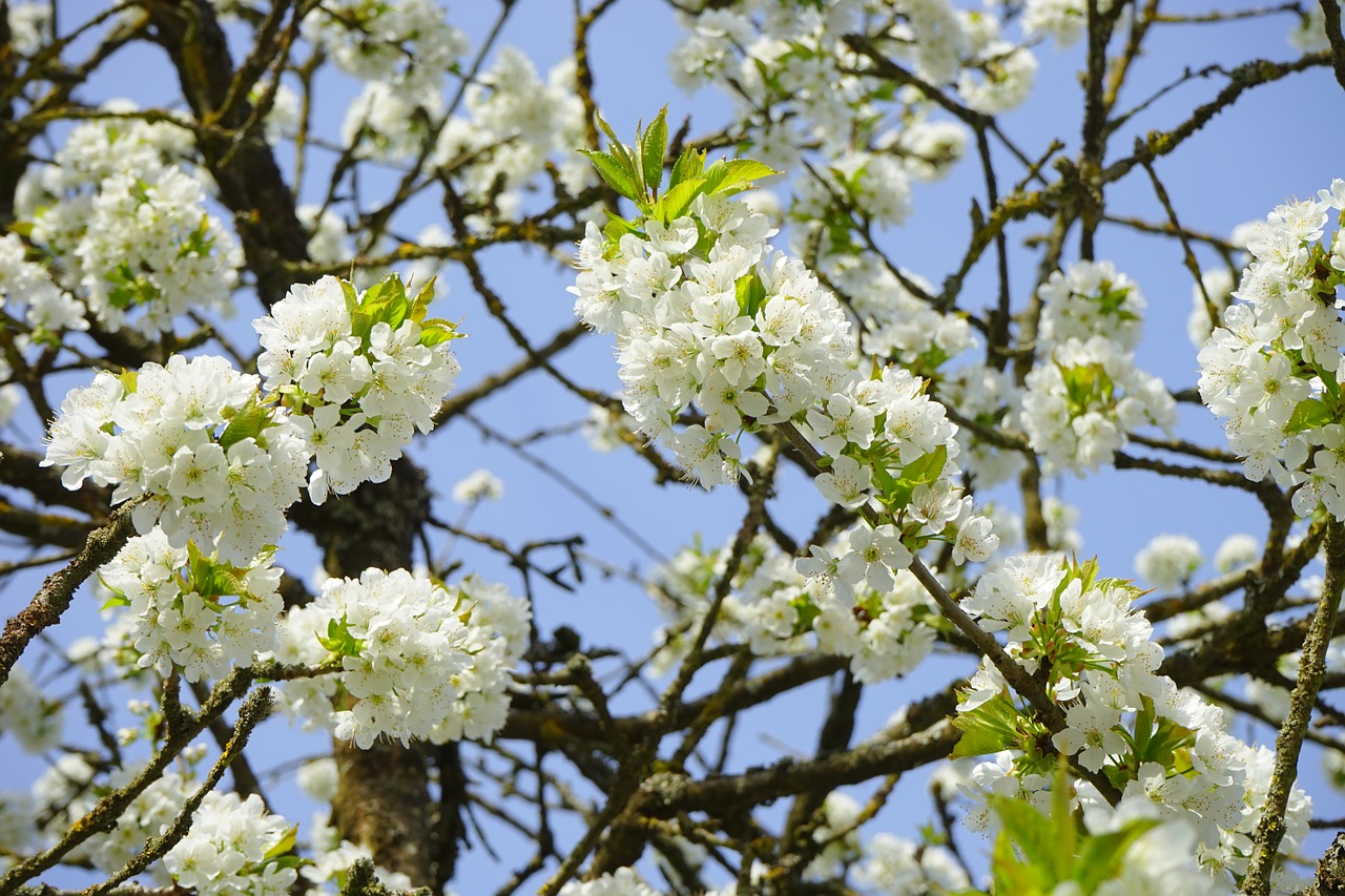 cherry blossom branches white free photo