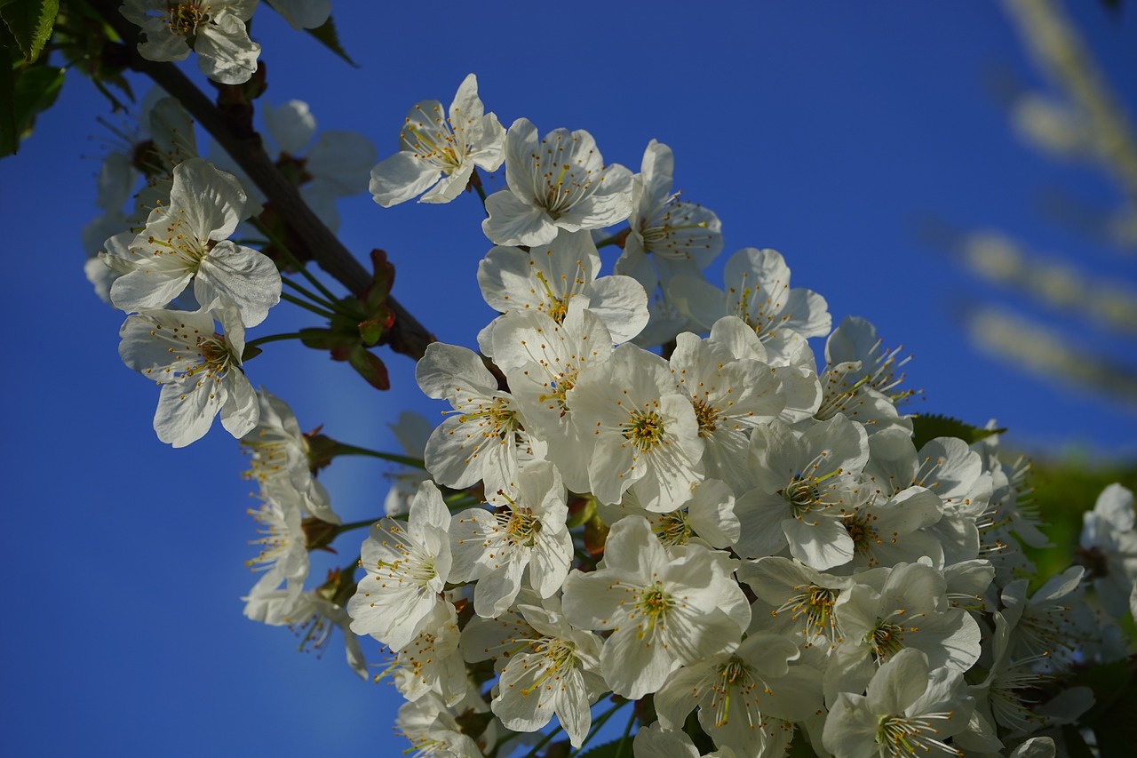 cherry blossom blossom bloom free photo