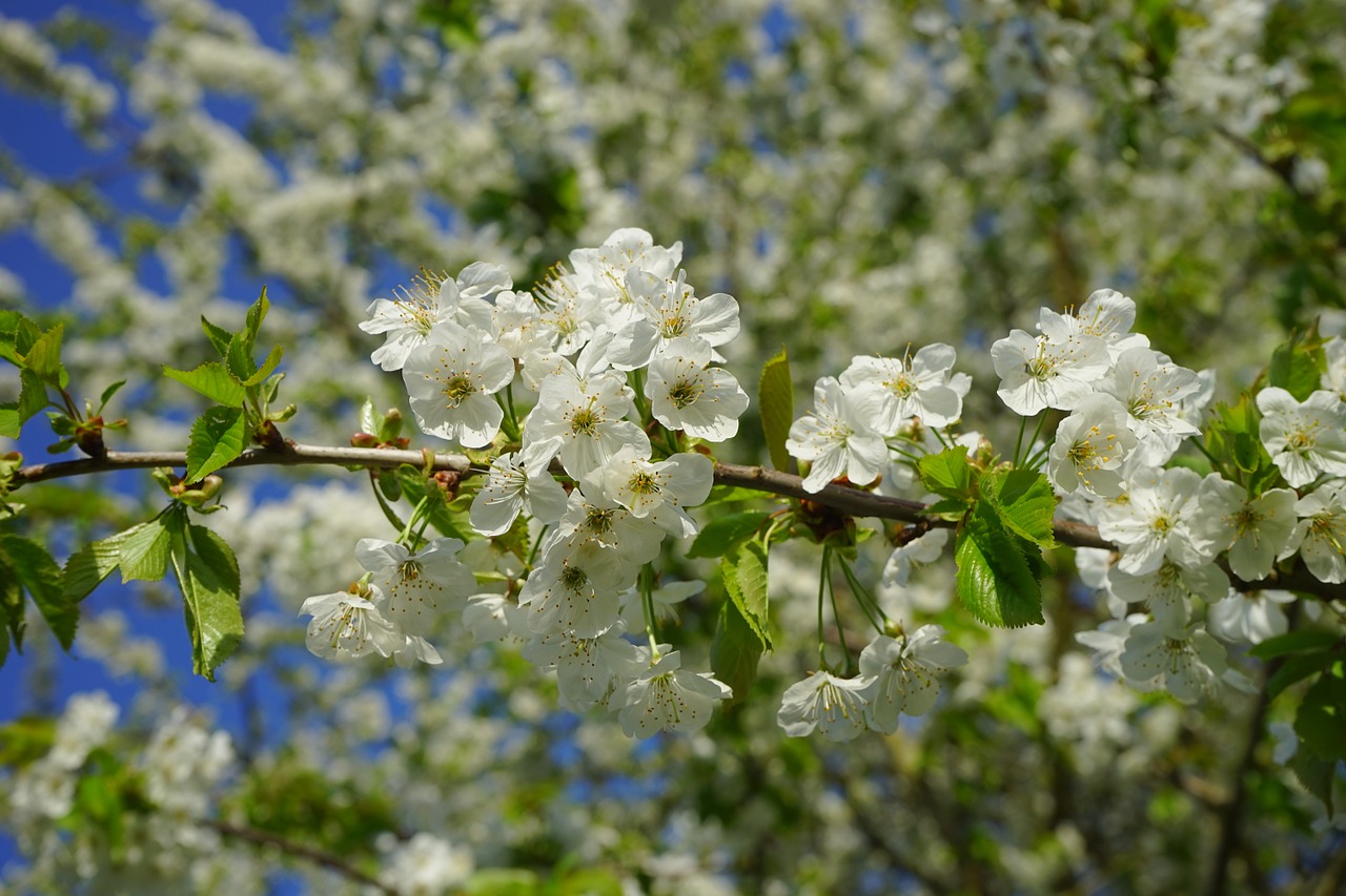 cherry blossom blossom bloom free photo