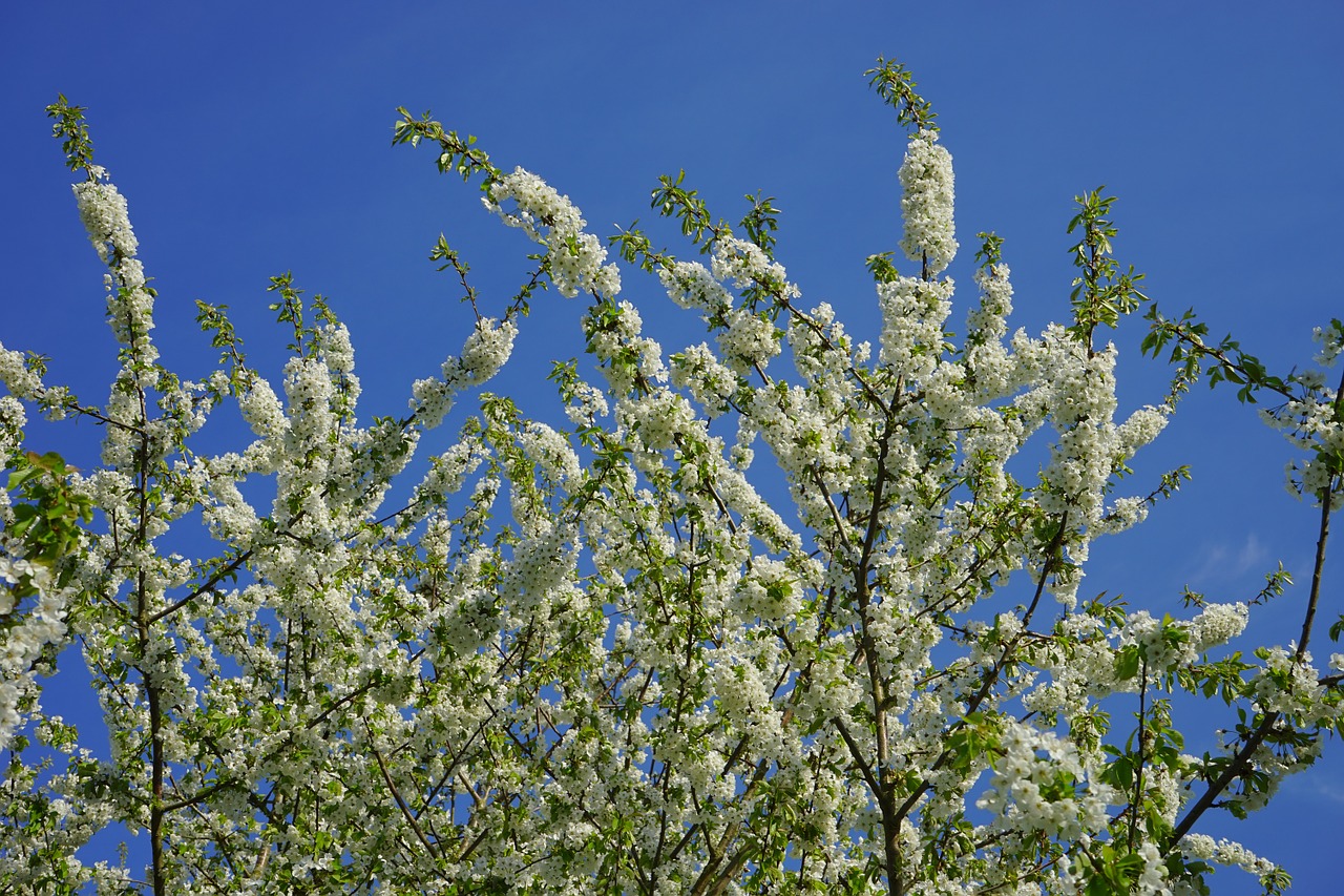 cherry blossom blossom bloom free photo