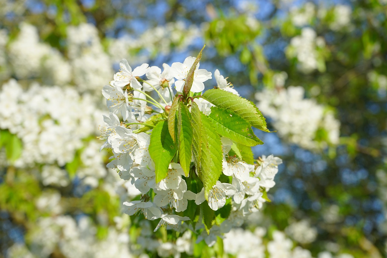 cherry blossom blossom bloom free photo