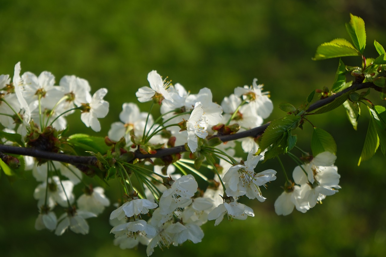 cherry blossom blossom bloom free photo