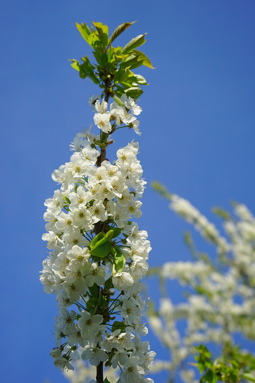 cherry blossom blossom bloom free photo