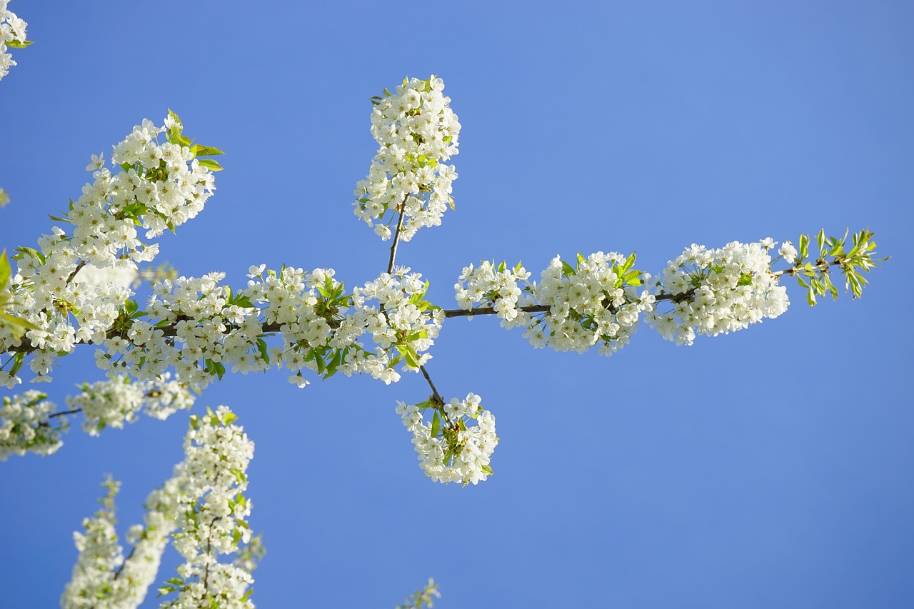 cherry blossom blossom bloom free photo