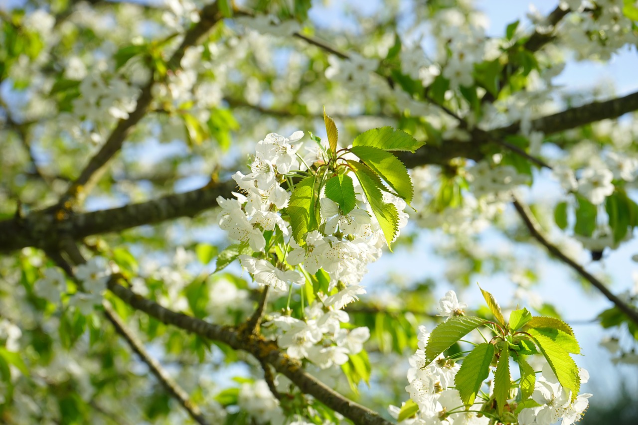 cherry blossom blossom bloom free photo