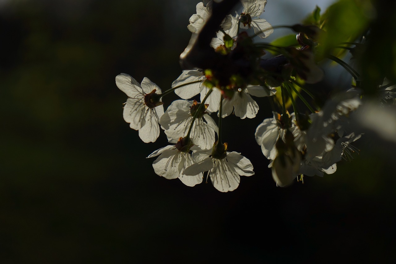 cherry blossom blossom bloom free photo