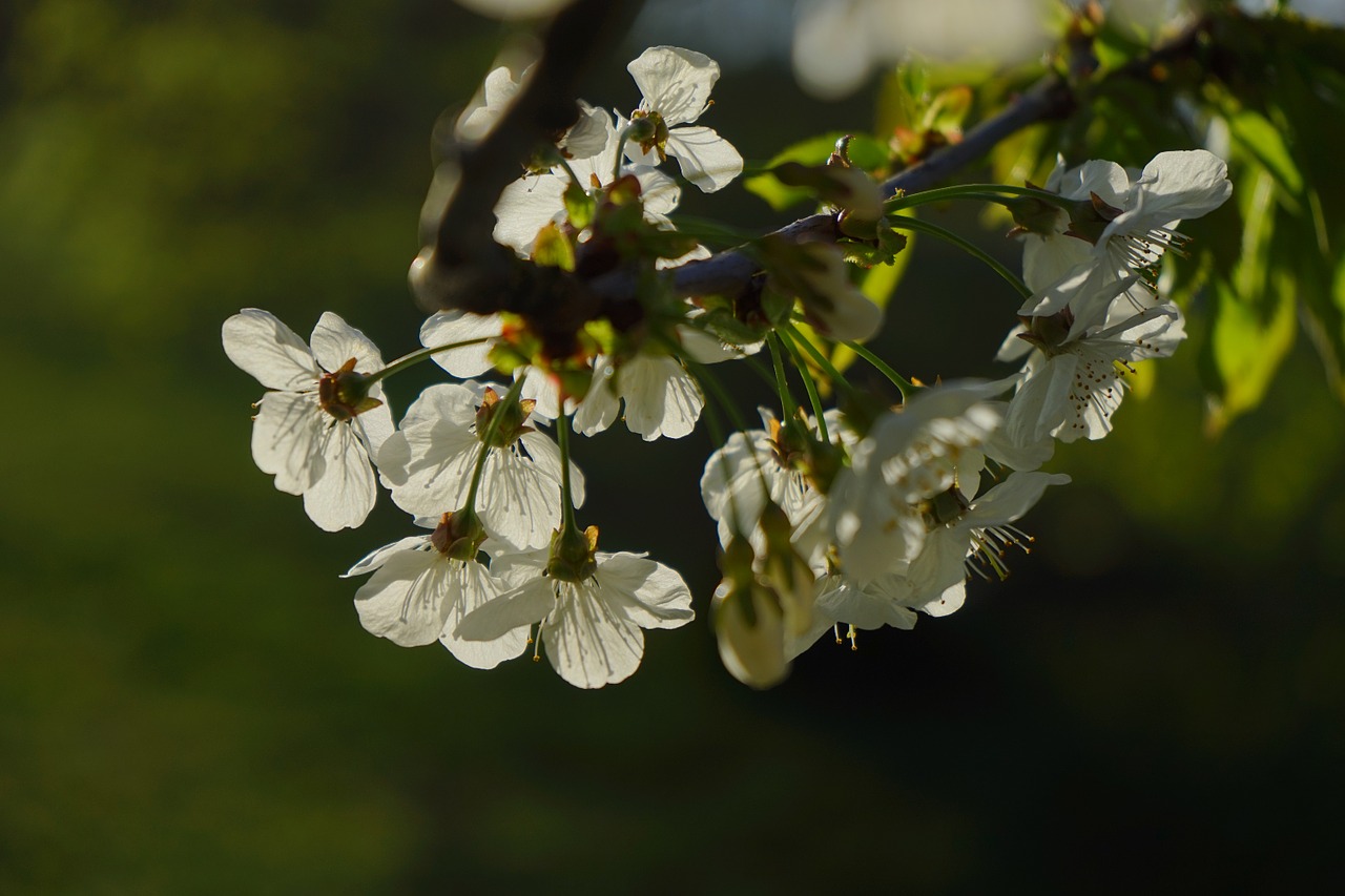 cherry blossom blossom bloom free photo