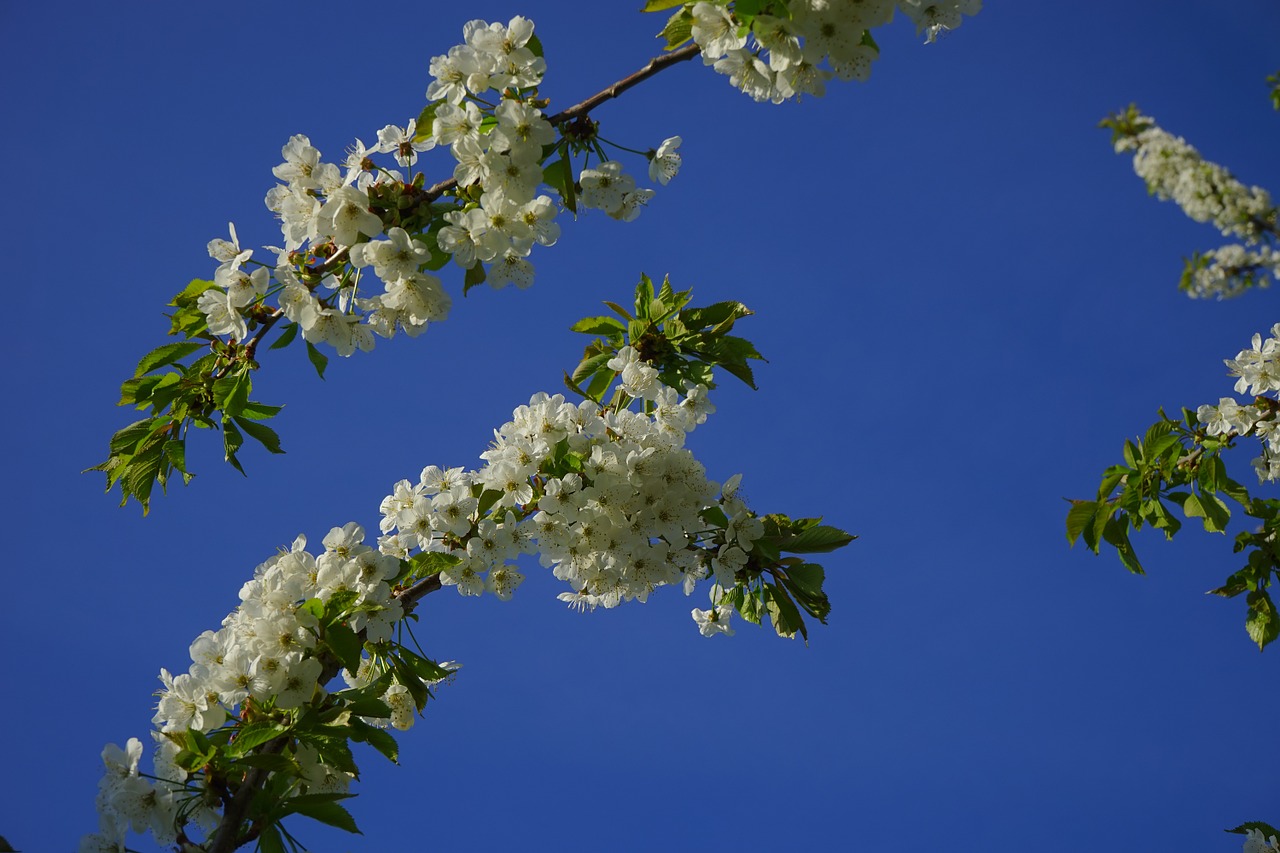 cherry blossom blossom bloom free photo