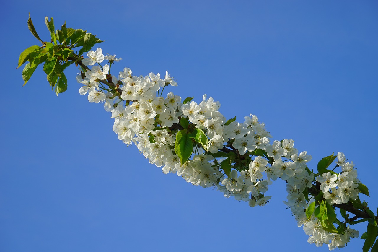 cherry blossom blossom bloom free photo