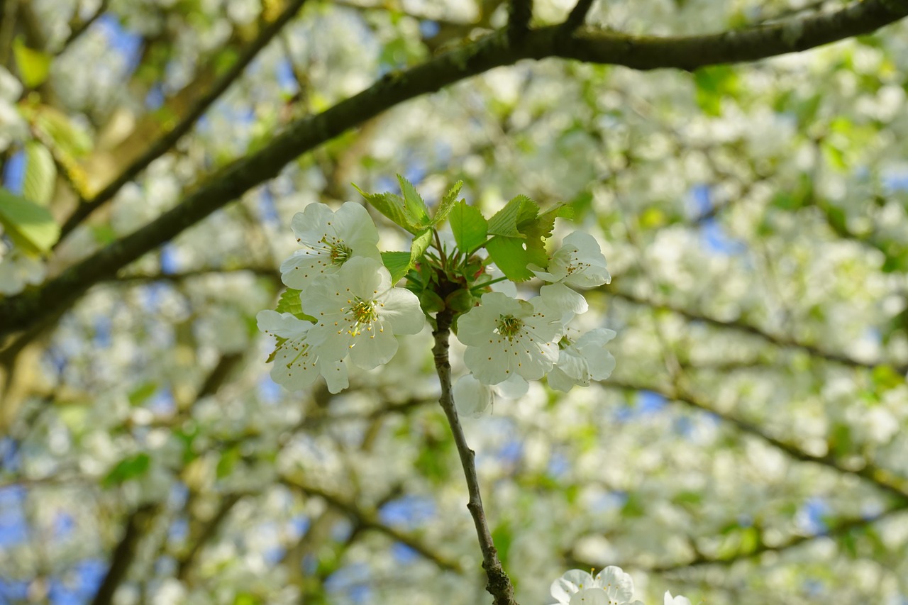 cherry blossom blossom bloom free photo