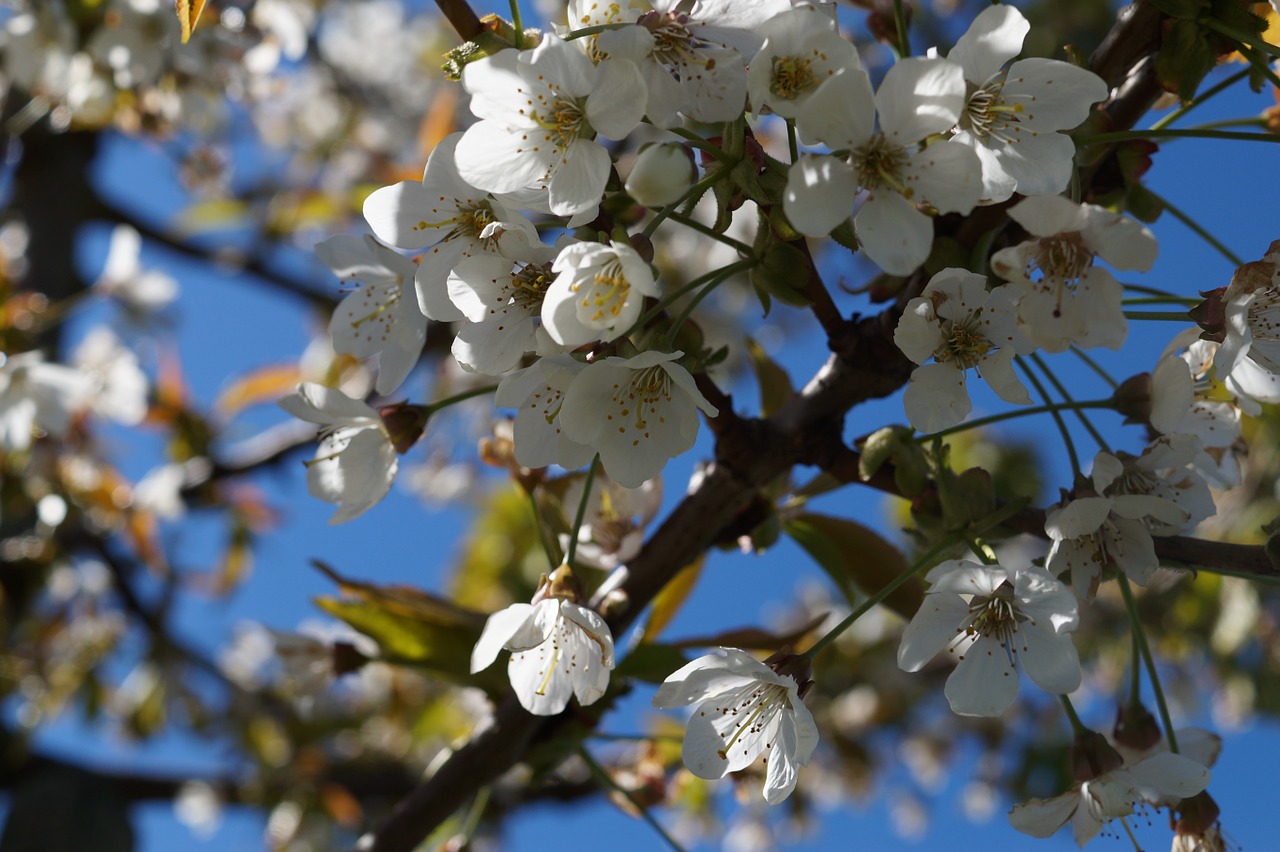 cherry blossom cherry blossom free photo