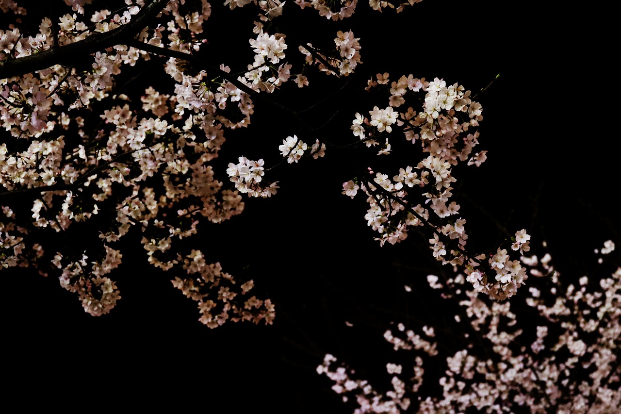 cherry blossom the night sky the dark night free photo