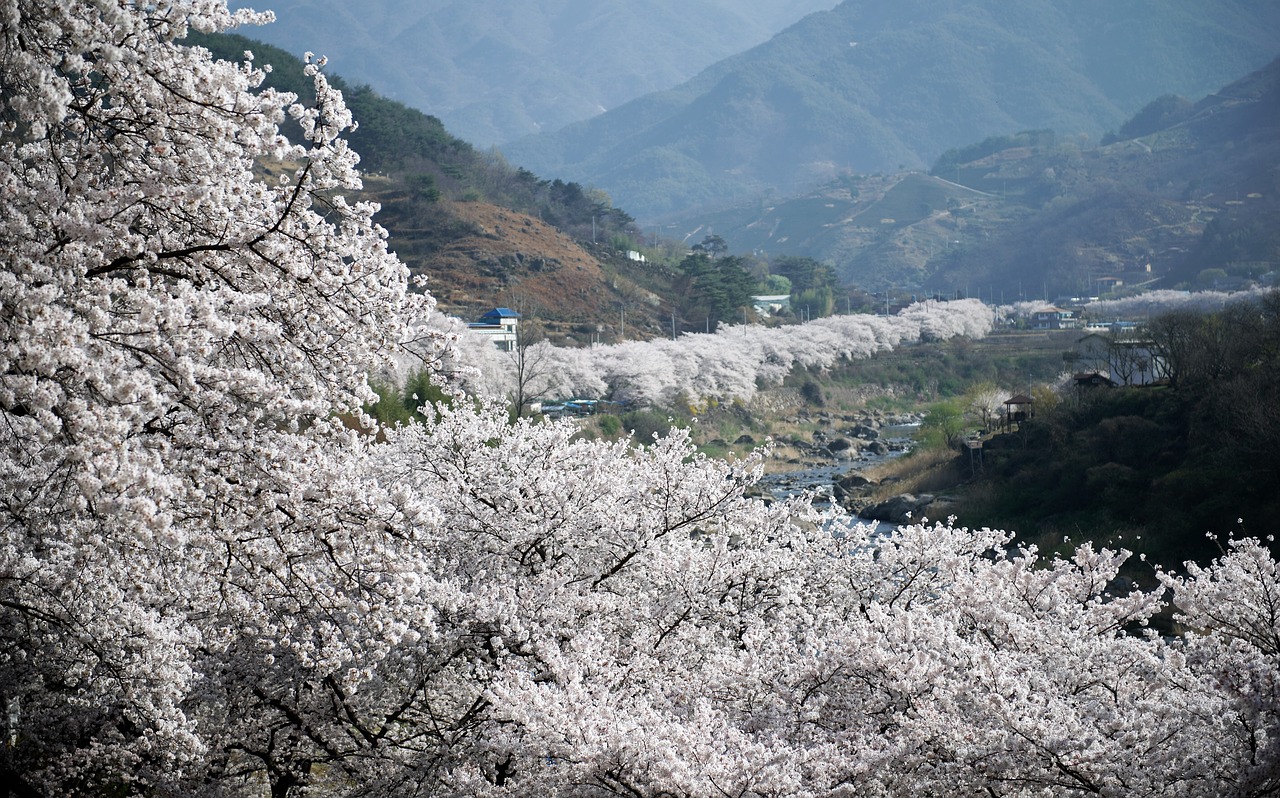 cherry blossom nature landscape free photo