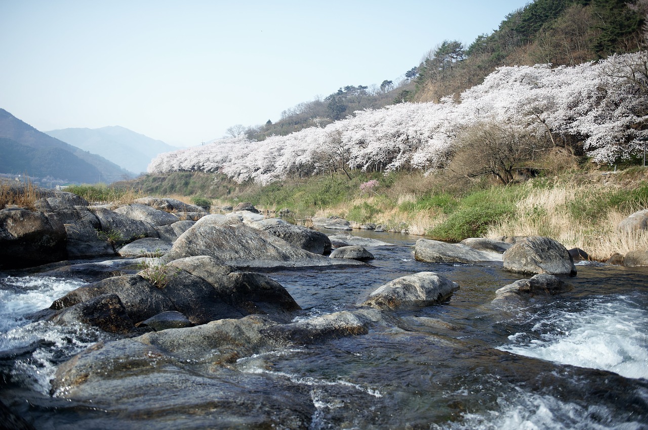 cherry blossom valley free pictures free photo