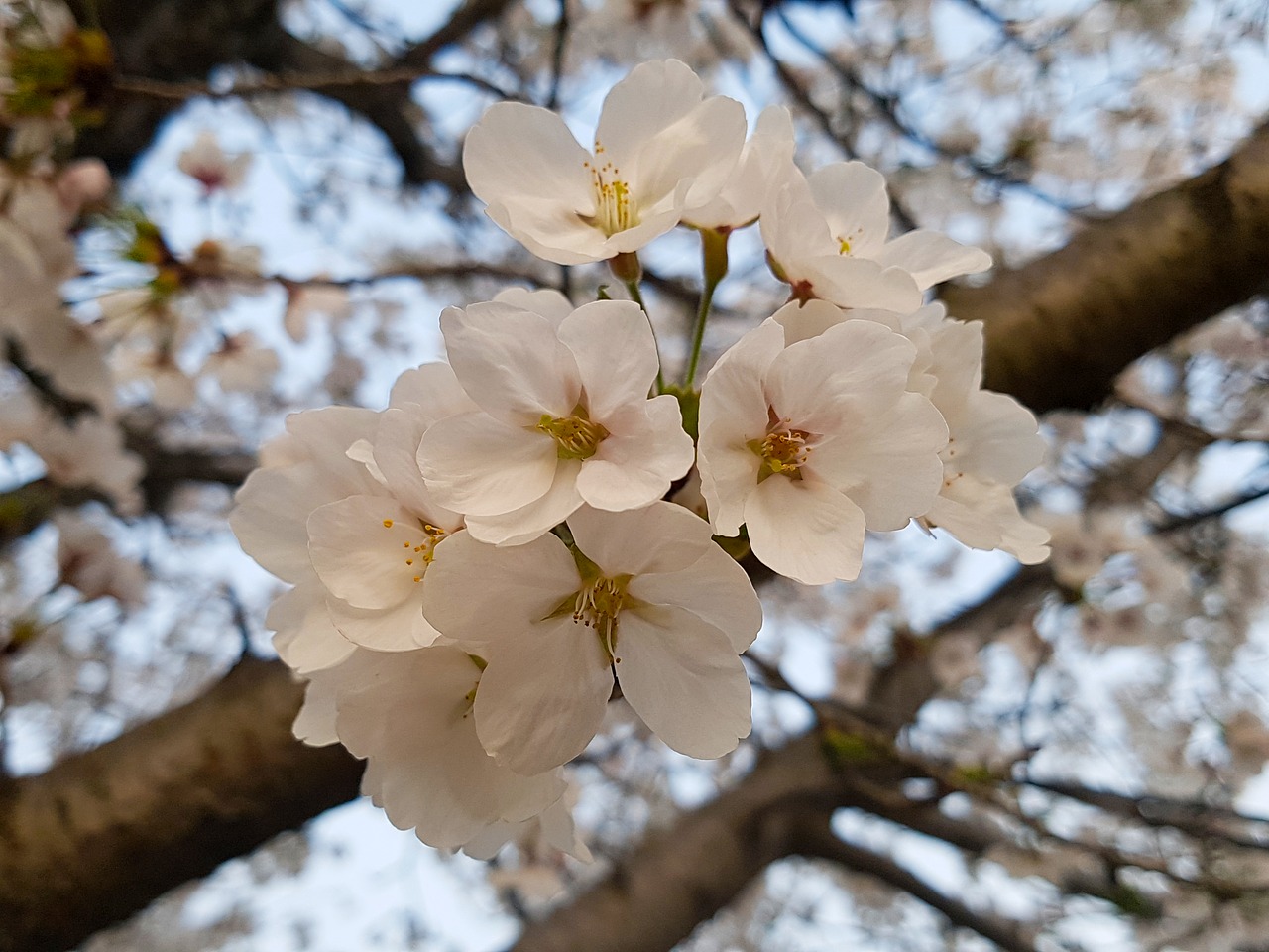 cherry blossom wood cherry tree free photo