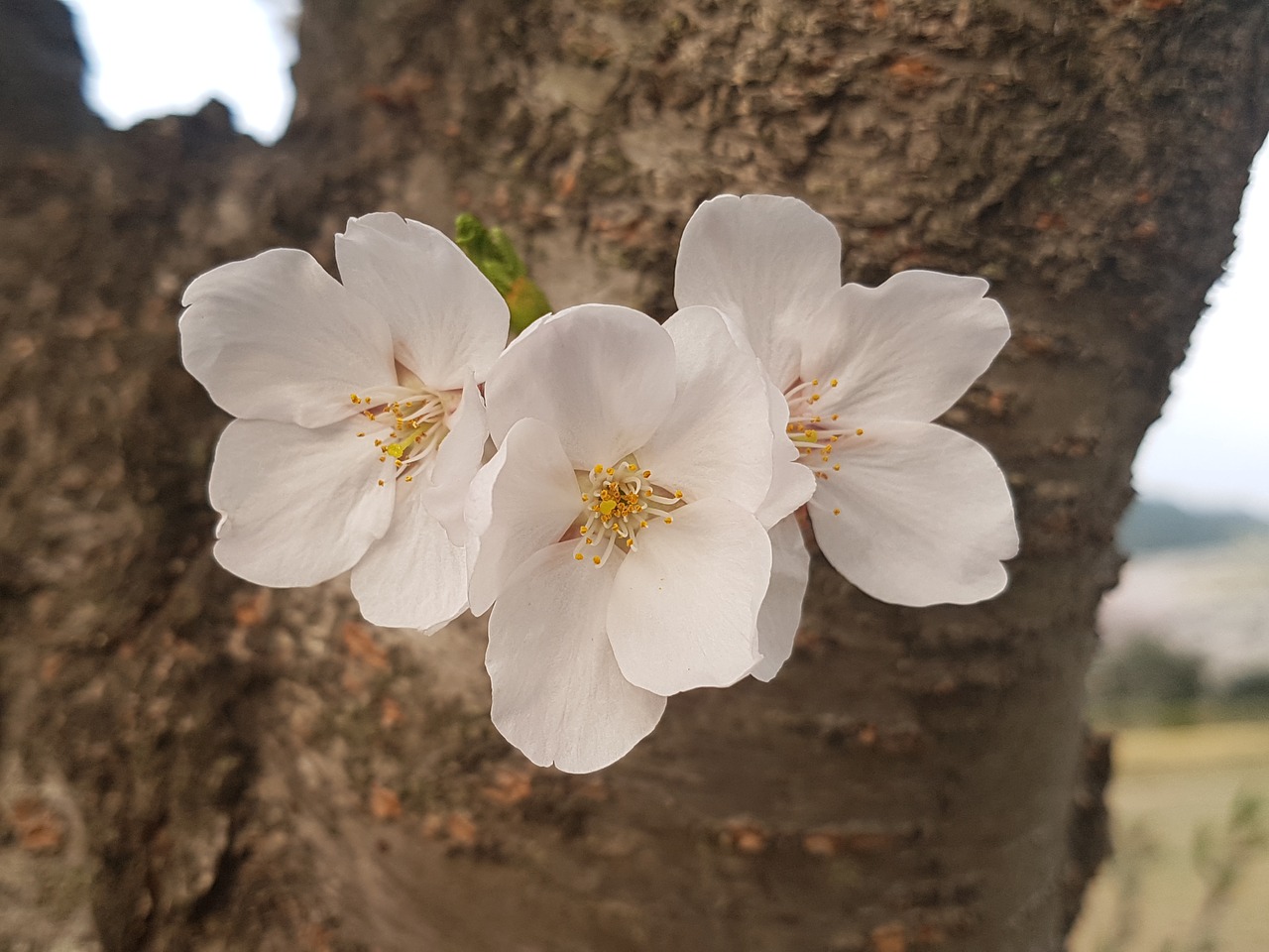 cherry blossom nature plants free photo