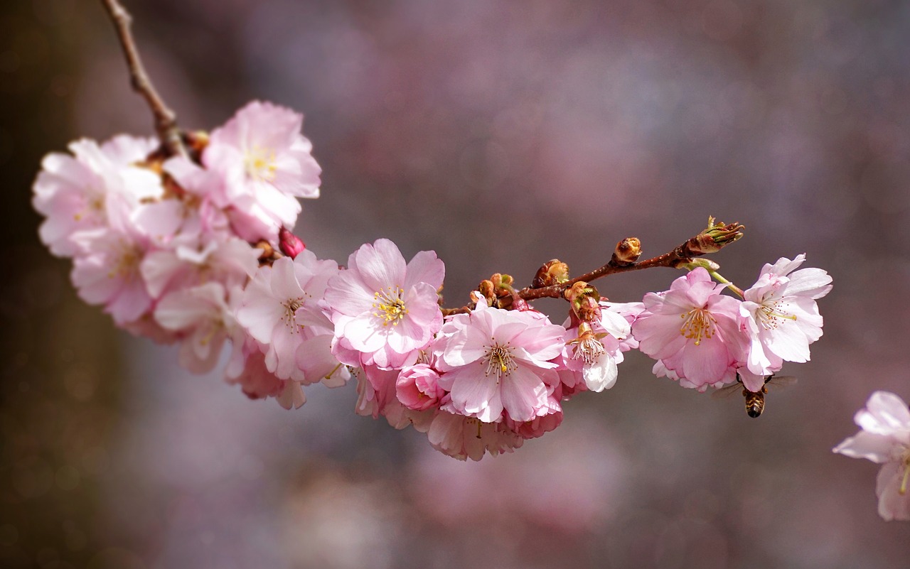 cherry blossom flower plant free photo
