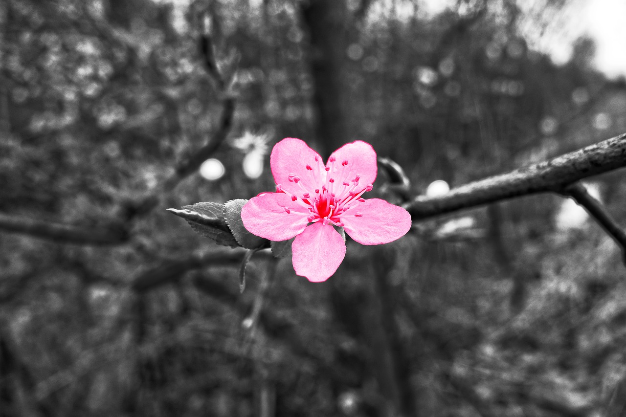 cherry blossom cherry tree branch free photo