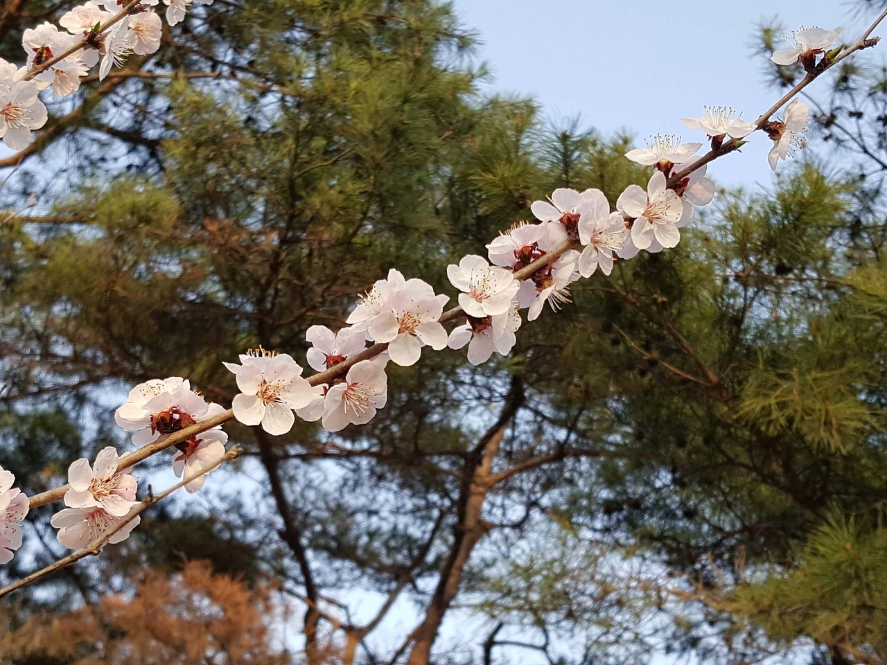 cherry blossom cherry tree free pictures free photo