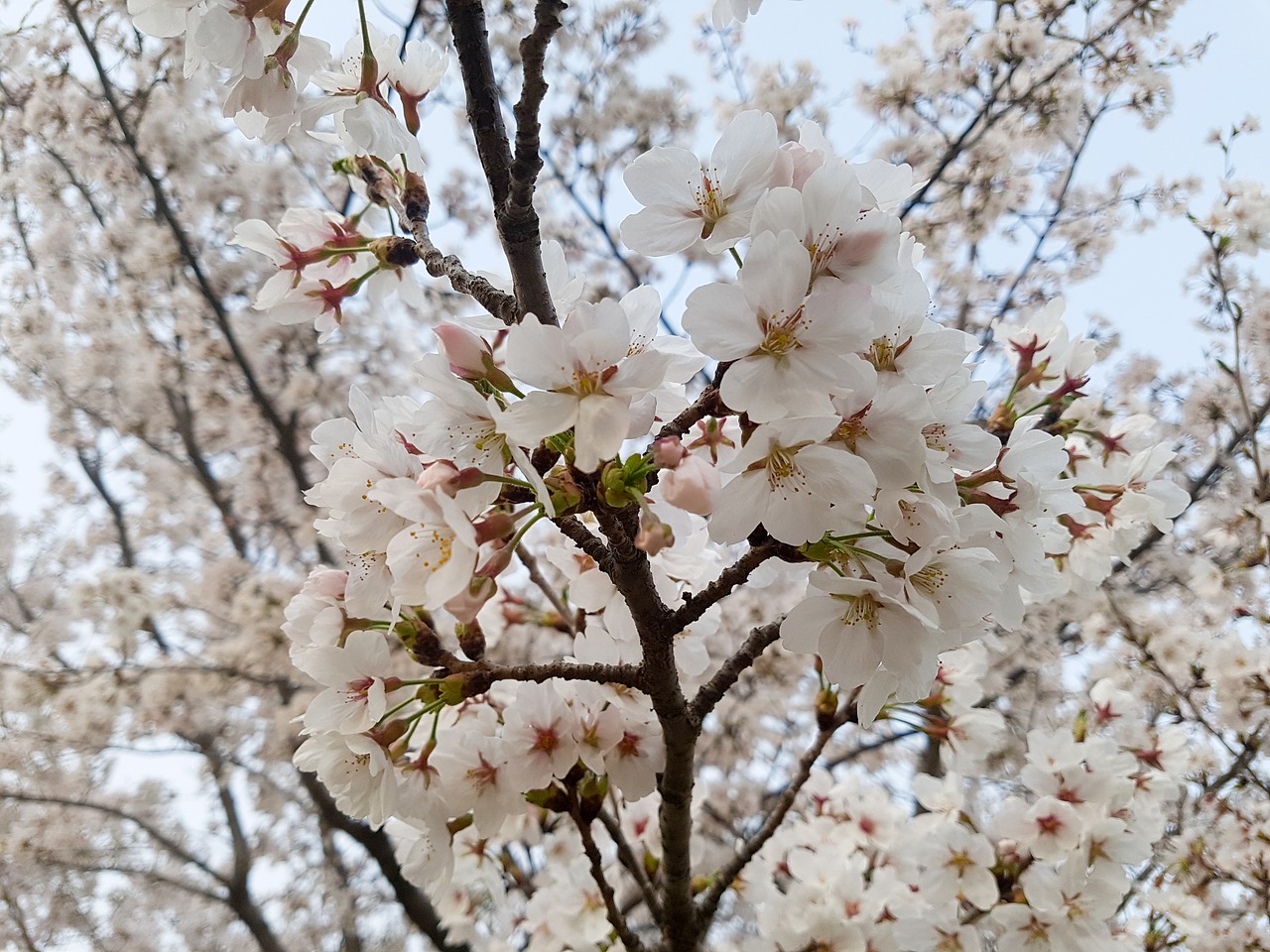 cherry blossom wood cherry tree free photo